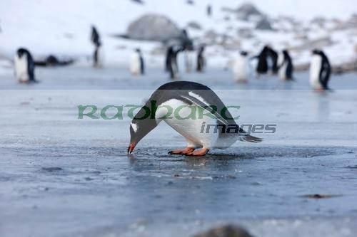 Gentoo penguin Neko Harbour Antarctica