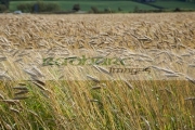 barley-crop-in-field-ready-for-harvesting-county-donegal-republic-ireland