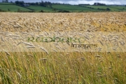 barley-crop-in-field-ready-for-harvesting-county-donegal-republic-ireland