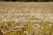 barley-crop-in-field-ready-for-harvesting-county-donegal-republic-ireland