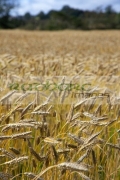 barley-crop-in-field-ready-for-harvesting-county-donegal-republic-ireland