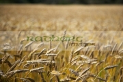 barley-crop-in-field-ready-for-harvesting-county-donegal-republic-ireland