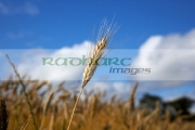 closeup-head-barley-crop-in-field-ready-for-harvesting-county-donegal-republic-ireland
