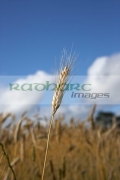 closeup-head-barley-crop-in-field-ready-for-harvesting-county-donegal-republic-ireland