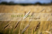 closeup-head-barley-crop-in-field-ready-for-harvesting-county-donegal-republic-ireland