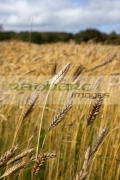 closeup-head-barley-crop-in-field-ready-for-harvesting-county-donegal-republic-ireland