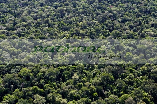Brazilian rainforest near Iguazu