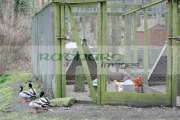 Avian Bird Flu background