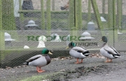 Wild-ducks-outside-cages-containing-pedigree-poultry-game-birds-on-free-range-farm-in-County-Armagh-Northern-Ireland-as-fear-an-outbreak-the-avian-bird-flu-H5N1-in-the-UK-increases.-It-is-feared-that-migrating-wild-birds-will-bring-the-disease-to-the-UK-domestic-stocks.