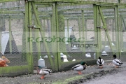 Wild-ducks-outside-cages-containing-pedigree-poultry-game-birds-on-free-range-farm-in-County-Armagh-Northern-Ireland-as-fear-an-outbreak-the-avian-bird-flu-H5N1-in-the-UK-increases.-It-is-feared-that-migrating-wild-birds-will-bring-the-disease-to-the-UK-domestic-stocks.