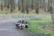 Wild-ducks-on-woodland-path-on-free-range-farm-in-County-Armagh-Northern-Ireland-as-fear-an-outbreak-the-avian-bird-flu-H5N1-in-the-UK-increases.-It-is-feared-that-migrating-wild-birds-will-bring-the-disease-to-the-UK-domestic-stocks.