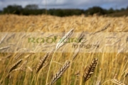 barley-crop-in-field-ready-for-harvesting-county-donegal-republic-ireland