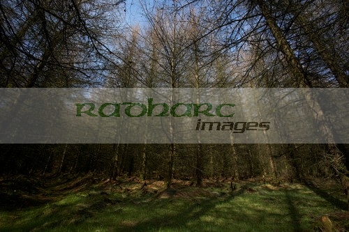 Ballyboley-forest-with-japanese-larch-larix-kaempferi-karamatsu-trees-county-antrim-northern-ireland-uk