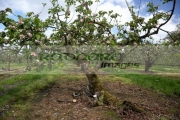 County Armagh