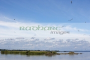 birds-flying-above-small-roes-island-one-the-many-flat-shallow-areas-lough-neagh-northern-ireland-uk
