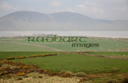fields-the-dingle-peninsula-en-route-to-dingle-county-kerry-republic-ireland