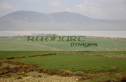 fields-the-dingle-peninsula-en-route-to-dingle-county-kerry-republic-ireland