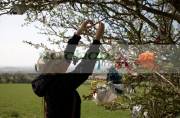 female-tourist-attaching-offering-to-fairy-thorn-tree-on-the-hill-tara-in-county-meath-republic-ireland
