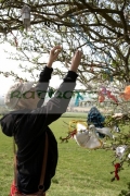 female-tourist-attaching-offering-to-fairy-thorn-tree-on-the-hill-tara-in-county-meath-republic-ireland