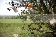 offerings-attached-to-fairy-thorn-tree-on-the-hill-tara-in-county-meath-republic-ireland