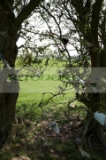 offerings-attached-to-fairy-thorn-tree-on-the-hill-tara-in-county-meath-republic-ireland
