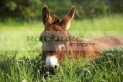 County Sligo