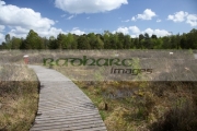 the-bog-garden-peatland-education-area-at-Peatlands-country-Park-county-tyrone-northern-ireland-uk