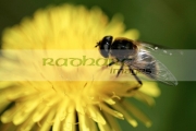 macro-hoverfly-on-dandelion