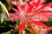 red-leaves-lily_of_the_valley-shrub-forest-flame-in-garden-in-the-uk