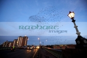 flock-starlings-flying-in-murmuration-over-lamp-on-albert-bridge-belfast-northern-ireland-uk