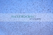 flock-starlings-flying-in-murmuration-over-belfast-northern-ireland-uk-motion-action-blur