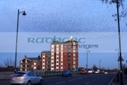 flock-starlings-flying-in-murmuration-over-apartments-albert-bridge-belfast-northern-ireland-uk