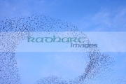 flock-starlings-flying-in-murmuration-over-belfast-northern-ireland-uk-motion-action-blur