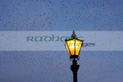 flock-starlings-flying-in-murmuration-over-lamp-on-albert-bridge-belfast-northern-ireland-uk