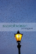 flock-starlings-flying-in-murmuration-over-lamp-on-albert-bridge-belfast-northern-ireland-uk