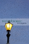 flock-starlings-flying-in-murmuration-over-lamp-on-albert-bridge-belfast-northern-ireland-uk