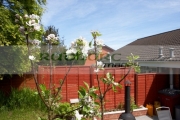 apple-blossoms-on-discovery-apple-tree-in-domestic-garden-in-the-uk