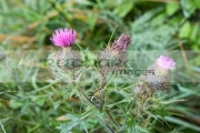 spear-thistle-cirsium-vulgare-with-water-lets-lisburn-northern-ireland-uk