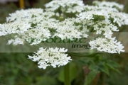 heracleum-sphondylium-common-hogweed-cow-parsnip-flowering-northern-ireland-uk