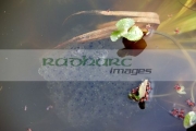 frogspawn-in-garden-pond-in-springtime-in-the-uk