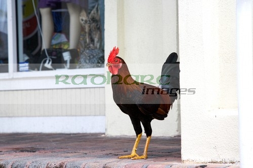 key west wild feral cockerel rooster