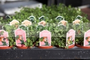 trays-potted-shamrock-plants-including-st-patricks-day-signs-at-hoop-hill-nurseries,-county-Armagh,-Northern-Ireland
