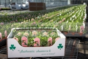 carton-authentic-shamrock-grown-in-ireland-packed-ready-for-shipping-at-hoop-hill-nurseries,-county-Armagh,-Northern-Ireland