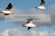 black_headed-gulls-with-winter-plumage-flying-on-the-shores-ballyronan-lough-neagh-County-Tyrone-Northern-Ireland