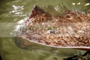 thornback-ray-raja-clavata-swimming-on-the-surface-the-water